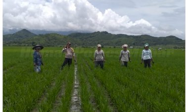 Bhabinkamtibmas-Polsek-Lembor-Turun-Langsung-Ke-Sawah-Bantu-Warga-Binaan