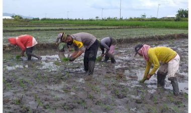 Turun-Ke-Sawah,-Kapolsek-Lembor-Bantu-Warga-Tanam-Padi-Untuk-Jaga-Ketahanan-Pangan