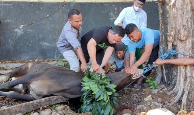 Kapolres-Mabar-Turun-Langsung-Sembelih-Hewan-Qurban-di-Labuan-Bajo