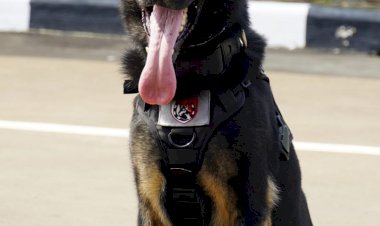 5-Anabul-Andalan-Pengungkap-Kejahatan,-dari-Kasus-Narkoba-Hingga-Lacak-DPO