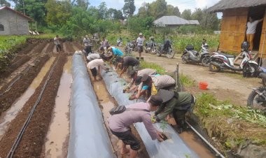 Dukung-Program-Ketahanan-Pangan,-Polsek-Kuwus-Gunakan-Dua-Hektare-Lahan-Tanam-Cabai-dan-Wortel