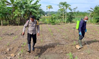 Wujudkan-Ketahanan-Pangan,-Polisi-Rawat-Tanaman-Jagung-di-Labuan-Bajo