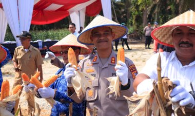 Kapolres-Kampar-Panen-Raya-Jagung:--Wujud-Dukungan-Nyata-untuk-Ketahanan-Pangan-Nasional