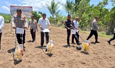 Gunakan-Varietas-Nusa-01,-Polres-Mabar-Tanam-Jagung-Kuartal-IV-di-Labuan-Bajo