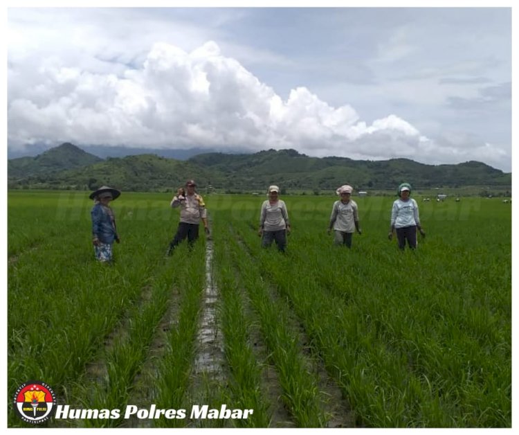 Bhabinkamtibmas Polsek Lembor Turun Langsung Ke Sawah Bantu Warga Binaan