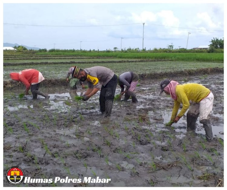 Turun Ke Sawah, Kapolsek Lembor Bantu Warga Tanam Padi Untuk Jaga Ketahanan Pangan