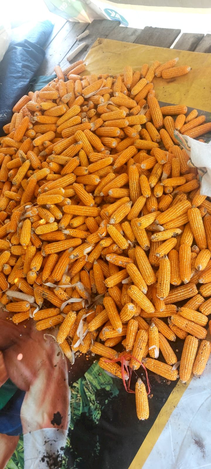 Polisi dan Petani Golo Mori Bahu-Membahu Kawal Ketahanan Pangan di Tengah Tantangan Iklim