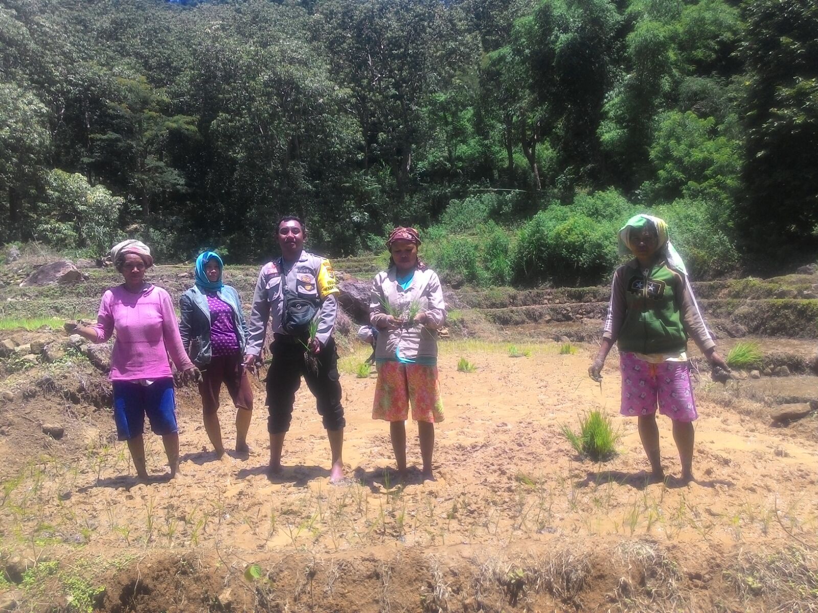 SAMBANGI PETANI BHABINKAMTIBMAS POLSEK SANONGGOANG  POLRES MABAR NTT   BERSAMA PARA PETANI MELAKSANAKAN PROSES PENANAMAN PADI