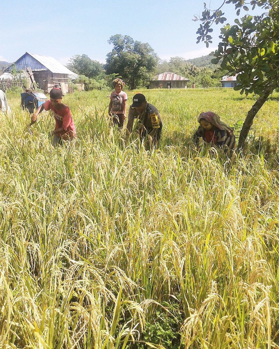 Bhabinkamtibmas Golo Sepang Manggarai Barat Bantu Petani Memanen Padi