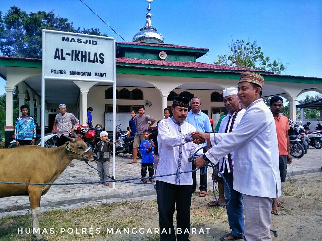 Kapolres Mabar Serahkan 3 Ekor Sapi Dan 5 Ekor Kambing Qurban