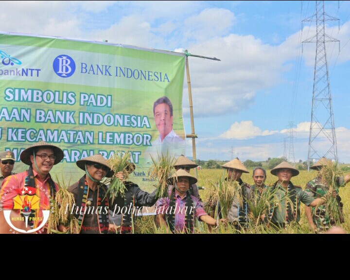 Wakapolres Mabar Hadiri Acara Panen Simbolis Padi Klaster Binaan Bank Indonesia di Lembor