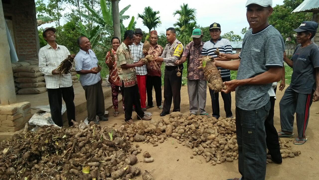 Guna terbentuknya petani yang terampil serta mewujudkan kesejahteraan petani, Bhabinkamtibmas Desa Pondo berikan pelatihan dan pembinaan cara menanam Umbi Talas yang benar