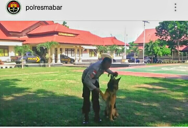 Anjing jenis Helder dilatih kemampuannya mengunkap kasus Narkotika oleh Anggota sat Sabhara Polres Mabar