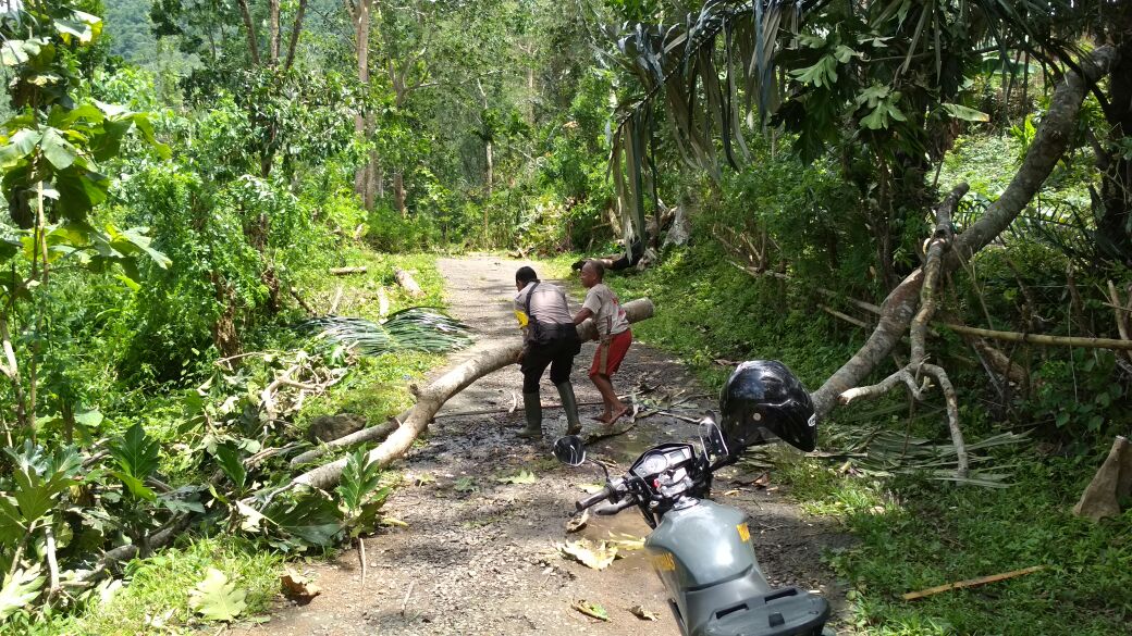 Bhabinkamtibmas Desa Golo Kempo bersama warga efakuasi Pohon tumbang di jalan