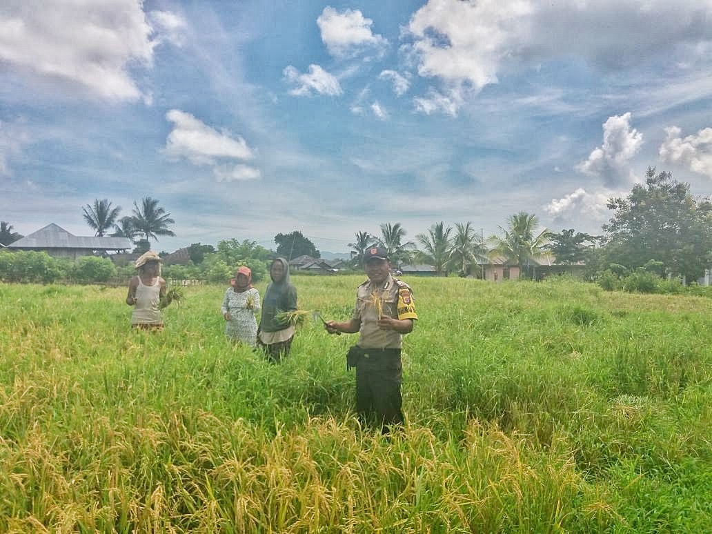 BHABINKAMTIBMAS DESA GOLO SEPANG BANTU PANEN PADI MILIK WARGA BINAANNYA