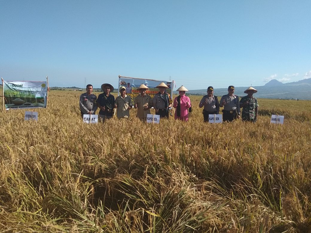 Panen Perdana Padi di Sawah Percontohan Binaan Bhabinkamtibmas Desa Pondo Polres Mabar